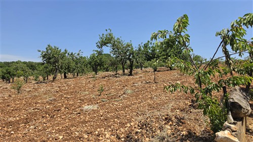 Terreno Agricolo e Ciliegeto a Castellana Grotte